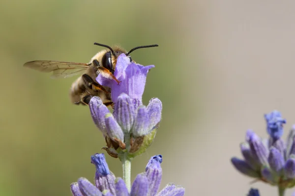 Bijen op lavendelbloem — Stockfoto