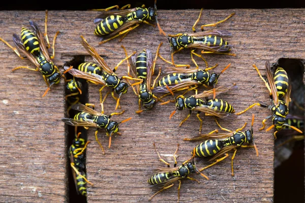 Getingar på nära håll — Stockfoto