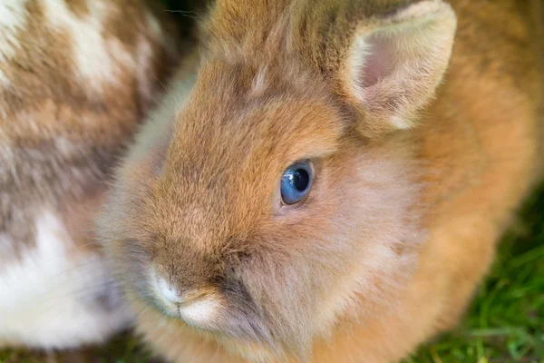 Roztomilá králičí closeup — Stock fotografie