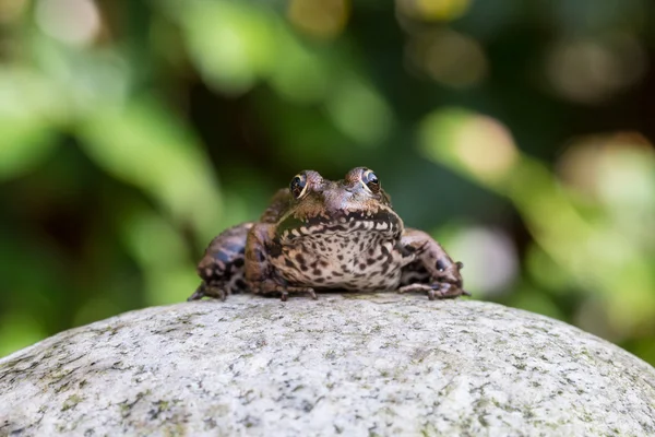 Žába na kamenné closeup — Stock fotografie
