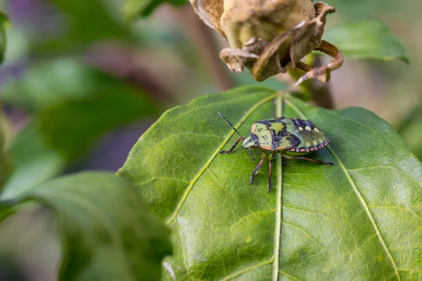 Verdes fedor bug — Fotografia de Stock