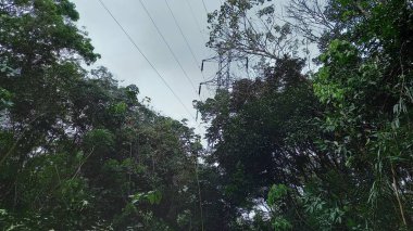 Dünya ormanları yasadışı ağaç kesme ve sınırsız sömürü nedeniyle çorak topraklara dönüştürüldü. Bir zamanlar kudretli ağaçlar artık ölü gövdelere dönüşmüştü..