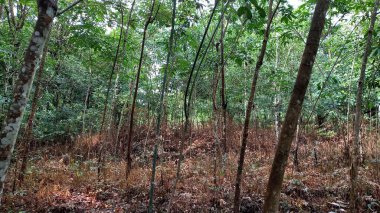 Dünya ormanları yasadışı ağaç kesme ve sınırsız sömürü nedeniyle çorak topraklara dönüştürüldü. Bir zamanlar kudretli ağaçlar artık ölü gövdelere dönüşmüştü..