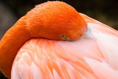 Büyük kuş kafesi, Pembe Flamingo