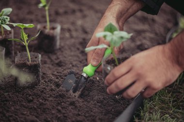 Sağlıklı organik gıda konsepti. Yeşil bir salatalık bitkisinin tohumları. Bahar. Erkek elleri tomurcuğun etrafındaki toprağı tırmıklıyor. Yakın plan - fidan tutan bir insan eli küçük bir bahçe küreği kullanır.