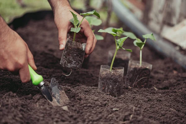 Conceito de alimentação orgânica saudável. Planta cultivada de sementes de uma fábrica verde de um pepino. Primavera. Mãos masculinas rake a terra em torno do broto. Close-up - uma mão humana segurando uma planta cultivada de sementes usa uma pequena pá de jardim. — Fotografia de Stock