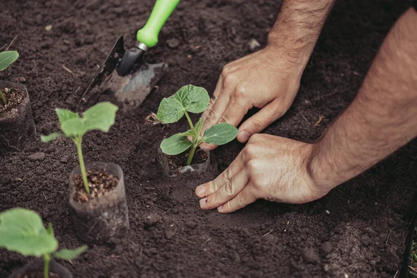 Gesundes Bio-Ernährungskonzept. Sämling einer grünen Pflanze einer Gurke. Frühling. Männliche Hände harken die Erde um den Spross herum. Nahaufnahme - eine menschliche Hand, die einen Sämling hält, benutzt eine kleine Gartenschaufel. — Stockfoto