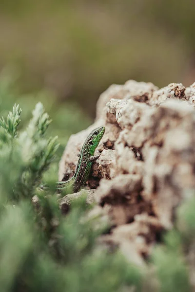 Zielona jaszczurka siedzi na kamieniu i wygrzewa się w słońcu. Dzika przyroda. — Zdjęcie stockowe