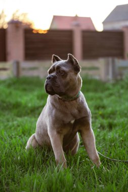 İtalyan kamışlı Corso 'nun portresi, renk formentinosu. Yeşil çimlerin üzerinde. Güçlü, güçlü köpek..