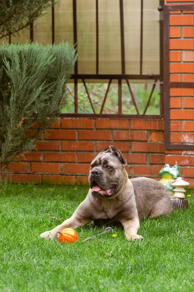 Portret włoskiego trzcinowego corso, kolor formentino. Bawi się na zielonym trawniku w piłce. Silny, potężny pies.. — Zdjęcie stockowe