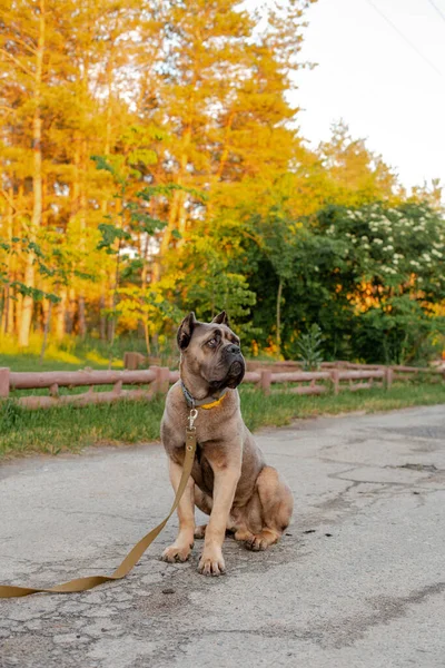 Portré egy olasz sétapálca corso, színes formentino. A zöld pázsiton. Erős, erős kutya.. — Stock Fotó
