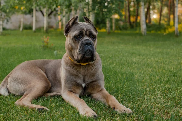 Portret van een Italiaans riet corso, kleur formentino. Op het groene grasveld. Sterke, krachtige hond. — Stockfoto