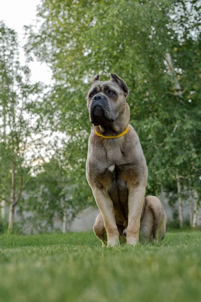 Portré egy olasz sétapálca corso, színes formentino. A zöld pázsiton. Erős, erős kutya.. — Stock Fotó