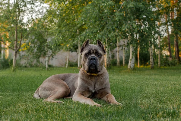 意大利藤壶的肖像，色彩艳丽。在绿色的草坪上强壮，强壮的狗. — 图库照片