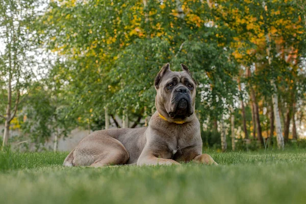 Portret włoskiego trzcinowego corso, kolor formentino. Na zielonym trawniku. Silny, potężny pies.. — Zdjęcie stockowe