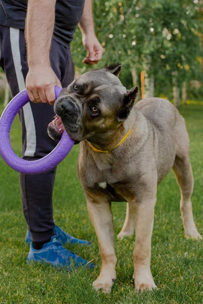 Portré egy olasz sétapálca corso, színes formentino. A zöld gyepen játszik. Erős, erős kutya. — Stock Fotó