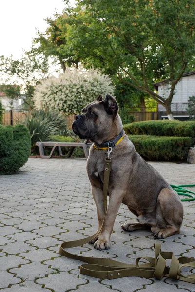 Portret włoskiego trzcinowego corso w kolorze forntino. - Na terenie prywatnego domu. Silny, potężny pies.. — Zdjęcie stockowe