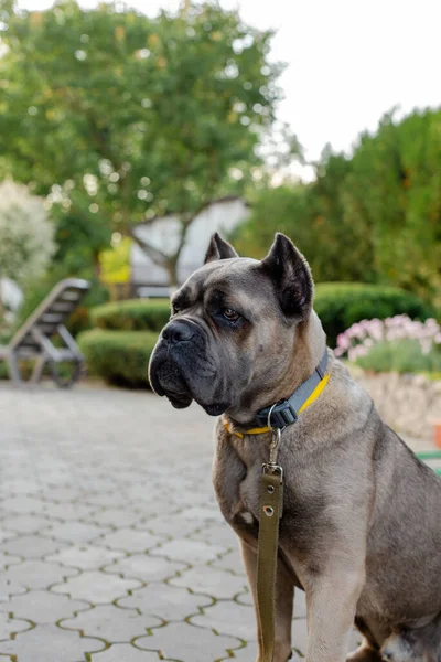 Portret van een Italiaans riet corso, forntino kleur. Op het grondgebied van een particulier huis. Sterke, krachtige hond. — Stockfoto