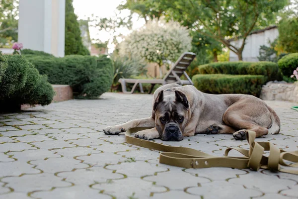 Portrait of an italian cane corso, forntino color. On the territory of a private house. Strong, powerful dog.