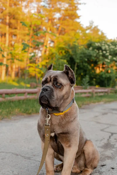 Portret van een Italiaans riet corso, kleur formentino. Op het groene grasveld. Sterke, krachtige hond. — Stockfoto