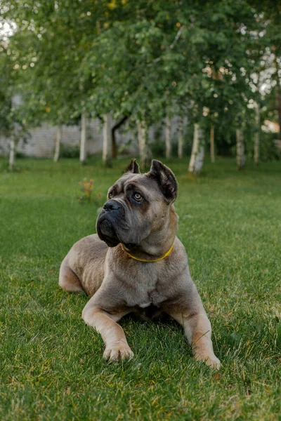 이탈리아 지팡 이 코르 소의 초상화, 컬러 포 렌 티노. 녹색 잔디 위에. 강하고 힘있는 개. — 스톡 사진