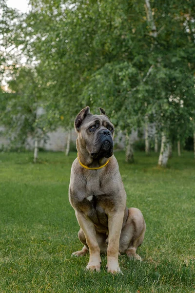 Portret van een Italiaans riet corso, kleur formentino. Op het groene grasveld. Sterke, krachtige hond. — Stockfoto