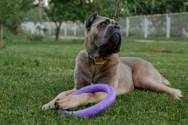 Porträt eines italienischen Zuckerrohrkorsos, Farbe formentino. Spielt auf dem grünen Rasen. Starker, kräftiger Hund — Stockfoto