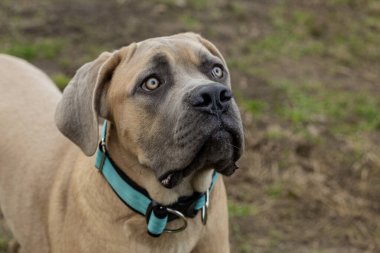 Dışarıda duran sevimli Cane Corso yavrusu. Genç İtalyan mastiff köpeği, temiz havanın tadını çıkarıyor, meraklı ve oyuncu görünüyor. Hayvan bakımı, safkan köpek ve sadık arkadaş kavramı..