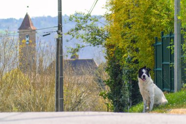 Belvs köyünün önündeki köpek..
