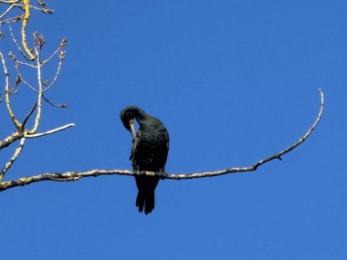 Mavi gökyüzüne karşı bir dalda bir karabatağın portresi.
