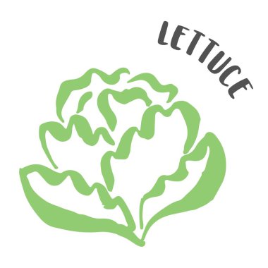 Beyaz arkaplanda mürekkep fırçasıyla boyanmış marul el resmi