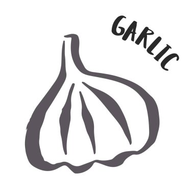 Beyaz arkaplanda mürekkep fırçasıyla boyanmış sarımsaklı el.