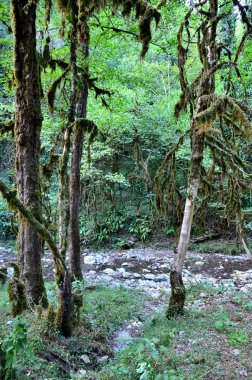 Beyaz orman Bezuminka Nehri'nin kıyısında