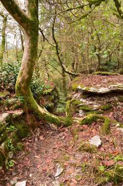 Tiso şimşir grove. Sochi, Rusya Federasyonu