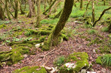 Tiso şimşir grove. Sochi, Rusya Federasyonu