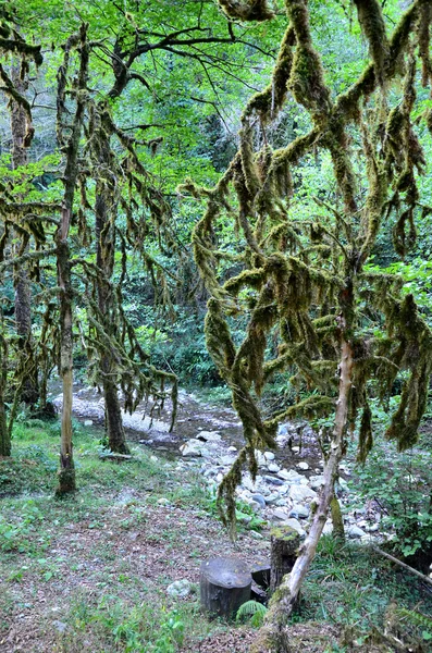 Кавказский лес на берегу реки Безуминки — стоковое фото