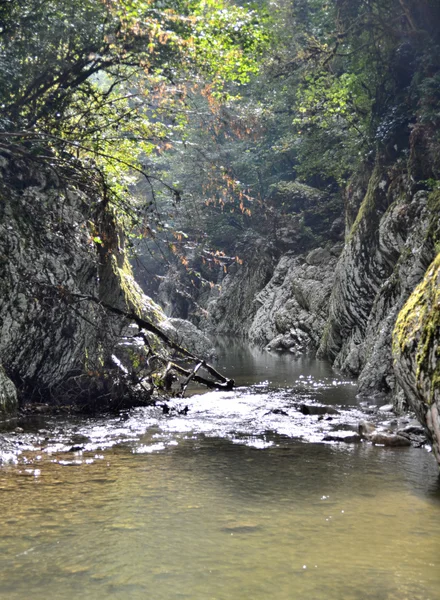 Tiso buxbom grove. Sochi, Ryssland — Stockfoto