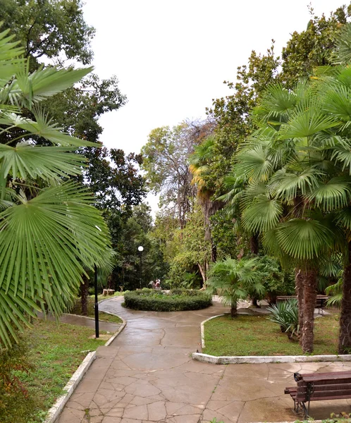 Un hermoso rincón del jardín, Hosta — Foto de Stock