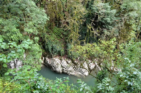 Tiso bukszpan grove. Sochi, Federacja Rosyjska — Zdjęcie stockowe