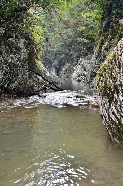 Tiso Boxwood Grove. Sochi, Rússia — Fotografia de Stock