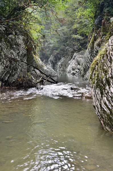 Tiso buxbom grove. Sochi, Ryssland — Stockfoto