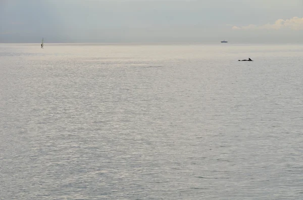 Un homme seul et un dauphin solitaire dans la mer — Photo