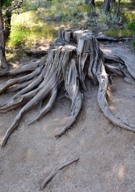 Dağ orman, Devlet Ulusal Tabiat Parkı 