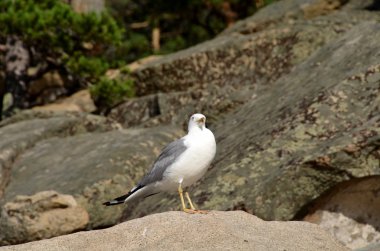 Lake Chebache, Devlet ulusal Tabiat Parkı 