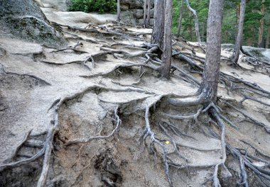 Dağ orman, Devlet ulusal Tabiat Parkı 