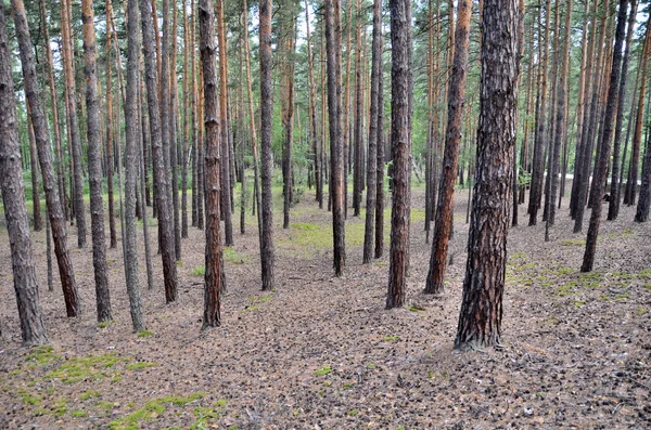 В горном лесу, Государственный национальный природный парк "Бурабай", К — стоковое фото