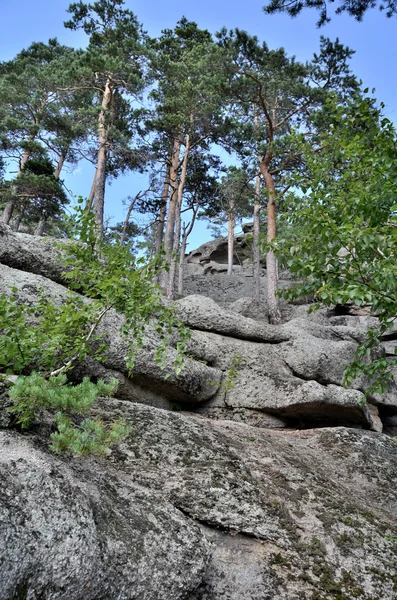 En el bosque de montaña, Parque Nacional Natural del Estado "Burabai", K — Foto de Stock