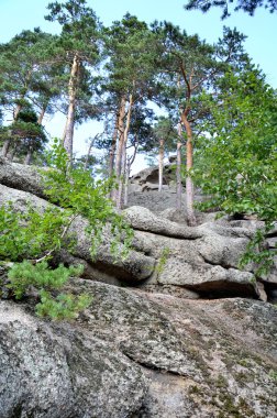 Dağ orman, Devlet ulusal Tabiat Parkı 