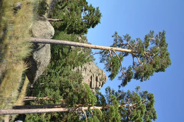 A hegyi erdő, állam nemzeti Park "Burabai", K — Stock Fotó