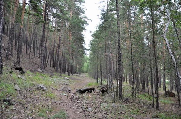 In het bergbos, staat Nationaal natuurpark "Burabai", K — Stockfoto